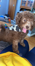 Load image into Gallery viewer, Cow dog bandana
